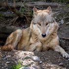 Mongolischer Wolf (Canis Lupus Chanco)