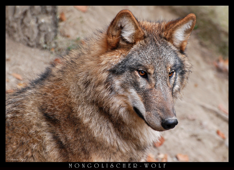 Mongolischer Wolf