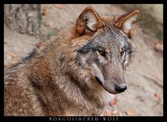 Mongolischer Wolf