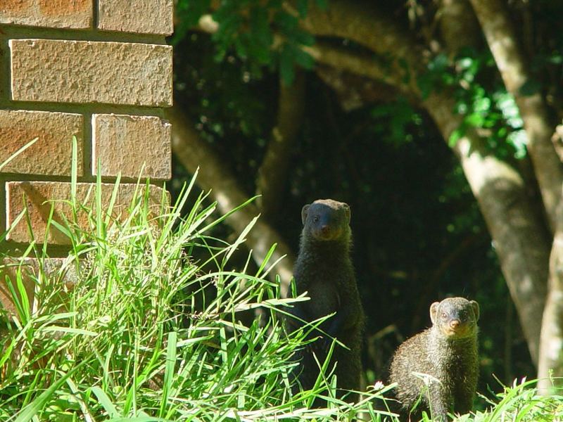 Mongoose in KZN