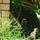 Mongoose in KZN