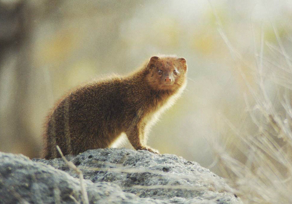 Mongoose - Krueger National Park