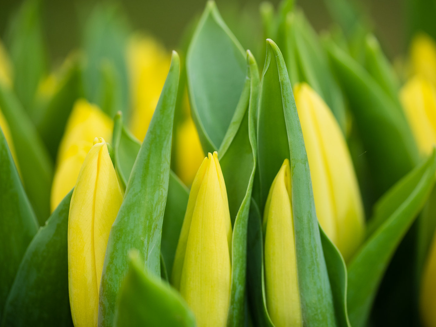 Monikas Tulpen