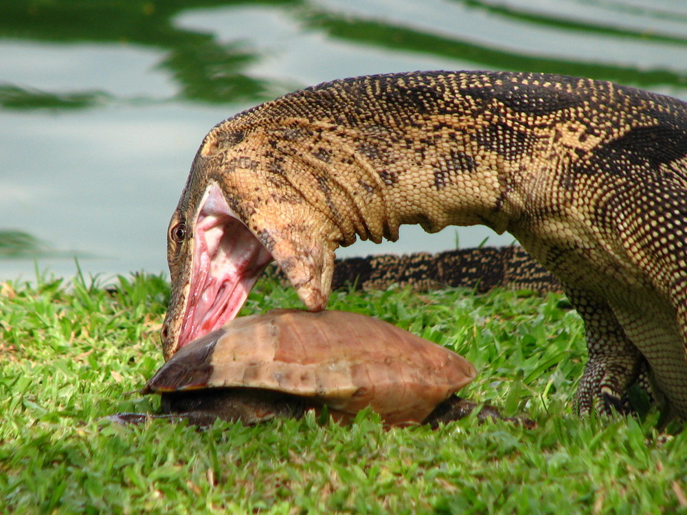Monitor Lizard In Lumpini Park Bangkok Thailand Photo Image Animals Wildlife Amphibians Reptiles Images At Photo Community