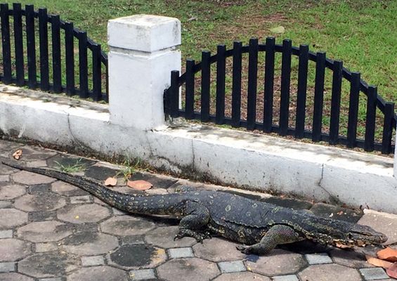 Monitor lizard near our house