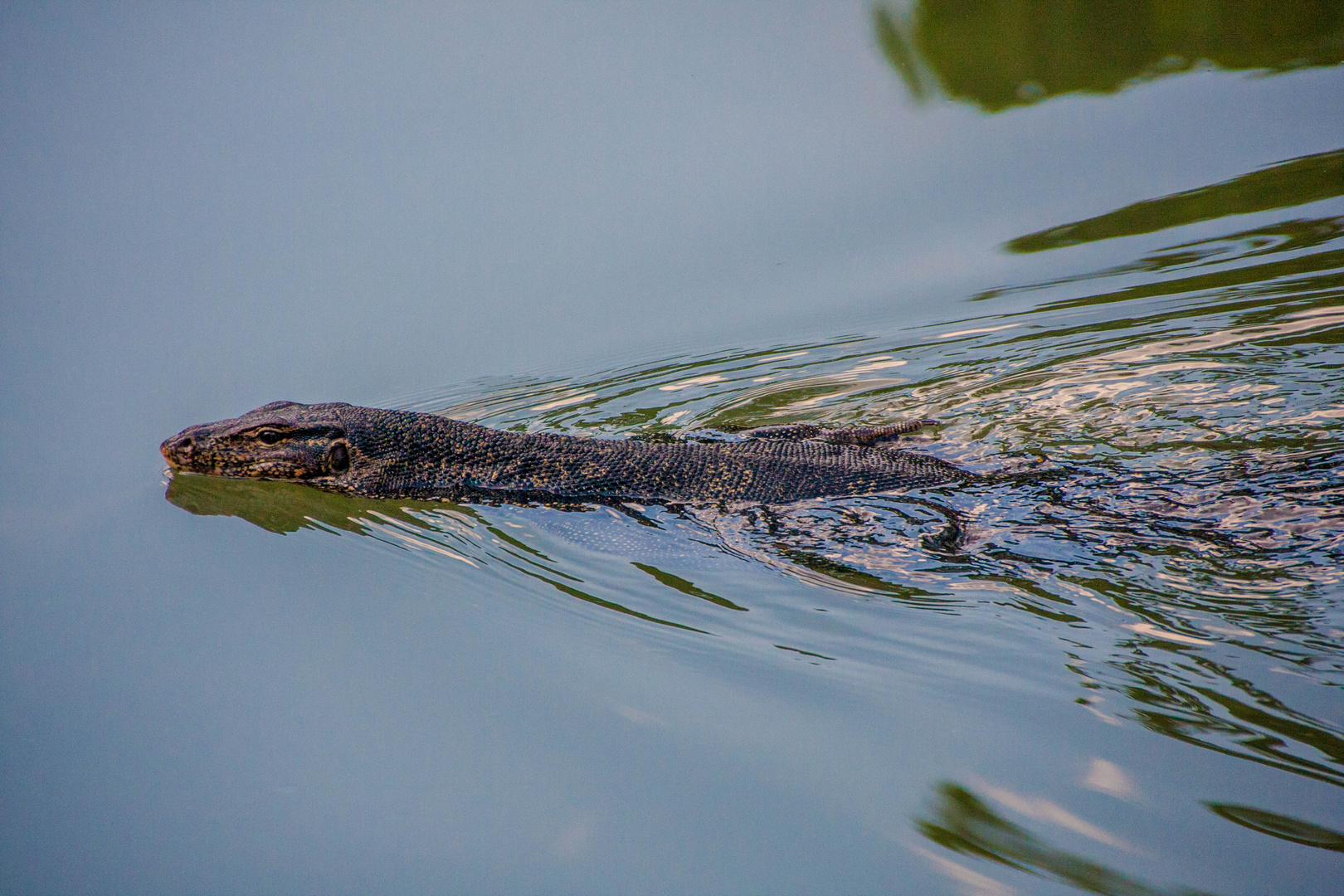 Monitor Lizard, Thailand