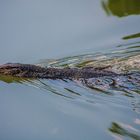 Monitor Lizard, Thailand