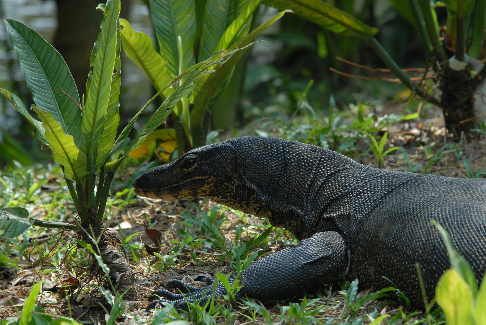 Monitor Lizard ( Varanus bengalensis)