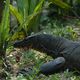 Monitor Lizard ( Varanus bengalensis)