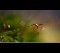 monitoring spring