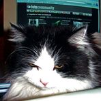 Monitorkatze