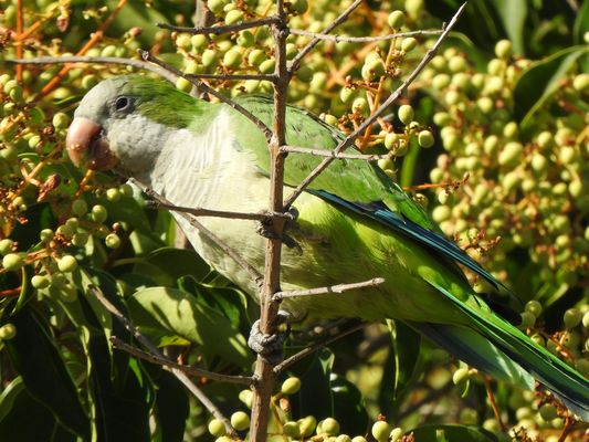 Monk Parakeet - Cotorra