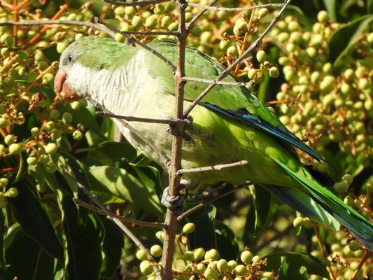 Monk Parakeet - Cotorra