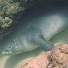 Monk Seal