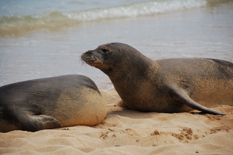 Monk Seals