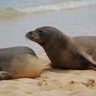 Monk Seals