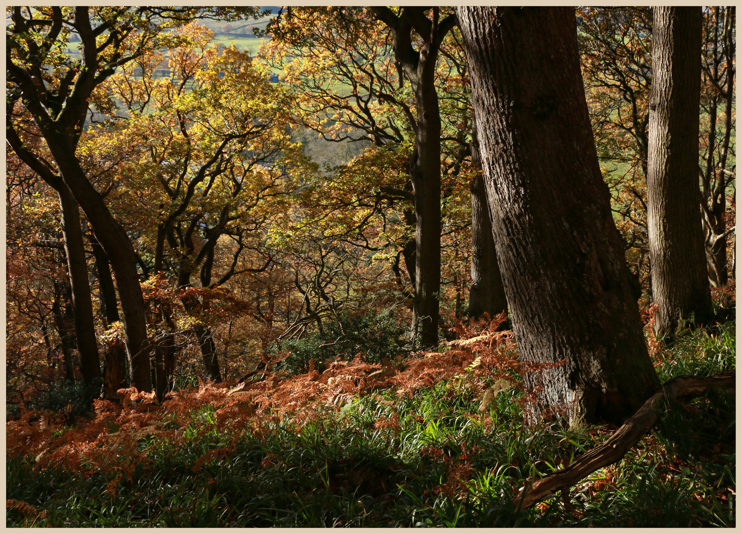 Monk Wood near Whitfield 3