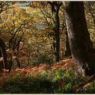 Monk Wood near Whitfield 3