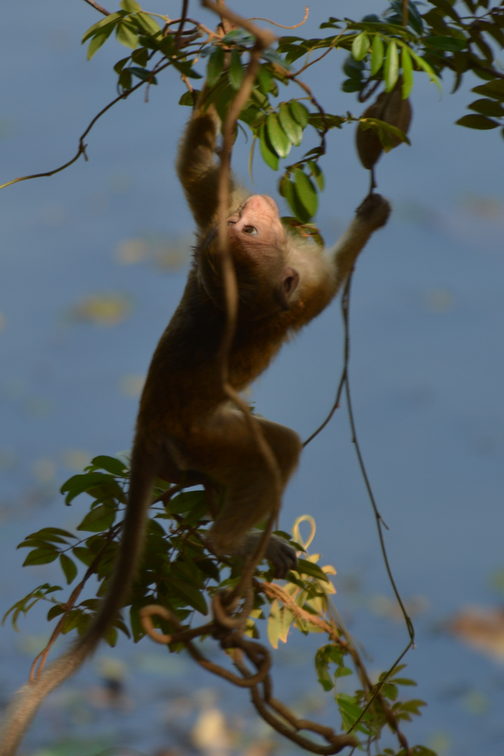 Monkey Acrobatics