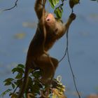 Monkey Acrobatics