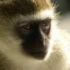 Monkey-Affe Kenia