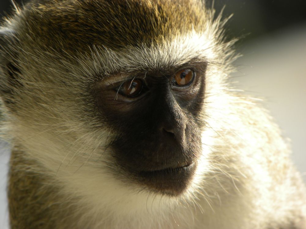 Monkey-Affe Kenia