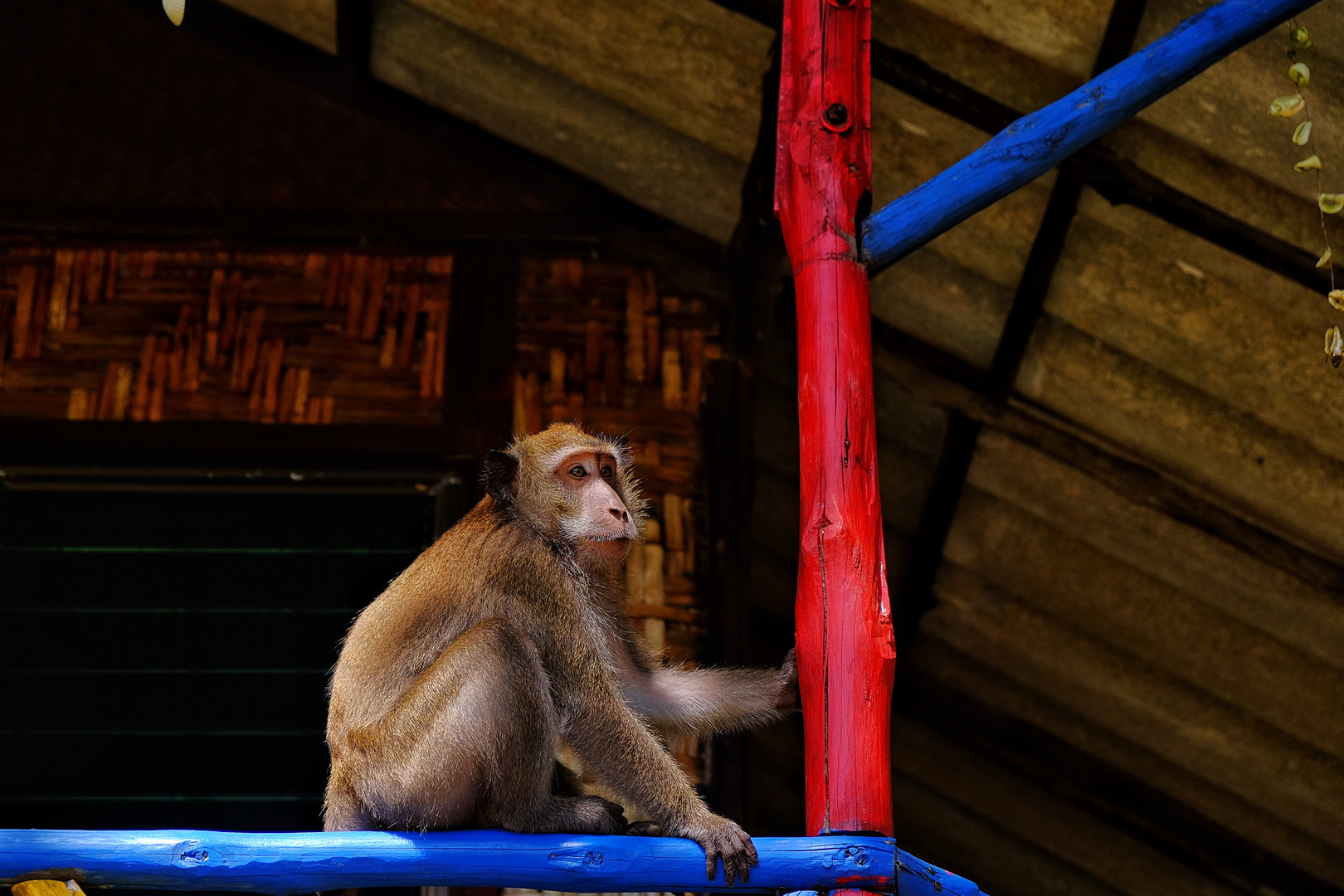 Monkey at my bungalow in Koh Jum, Thailand