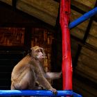 Monkey at my bungalow in Koh Jum, Thailand