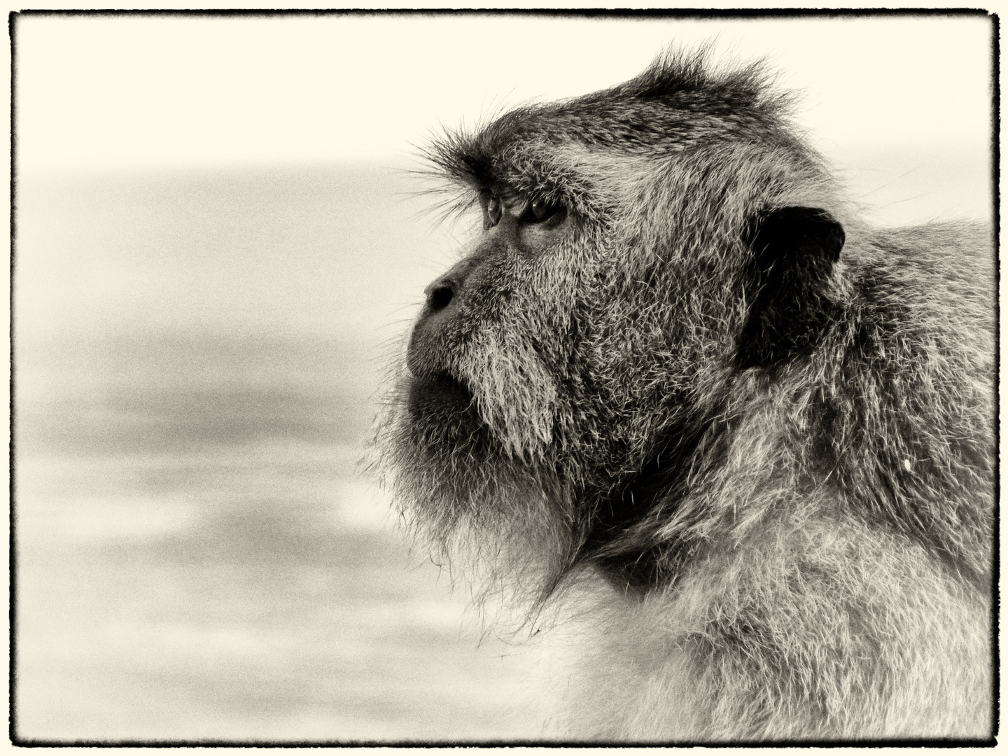 Monkey at Uluwatu Temple