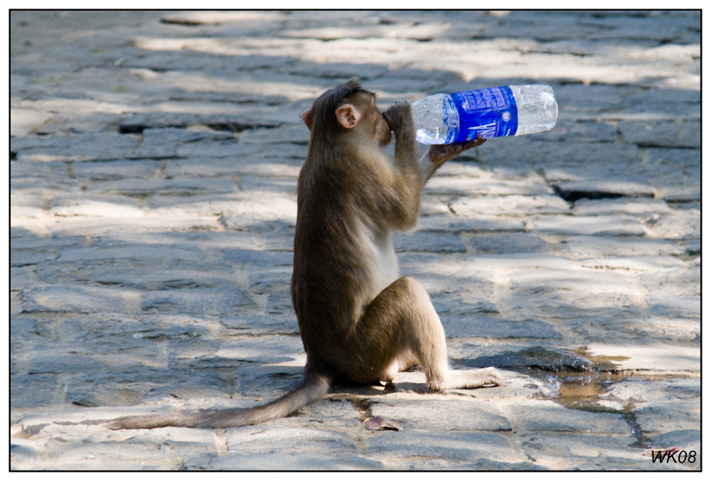 Monkey auf Elephant Island (Mumbai)