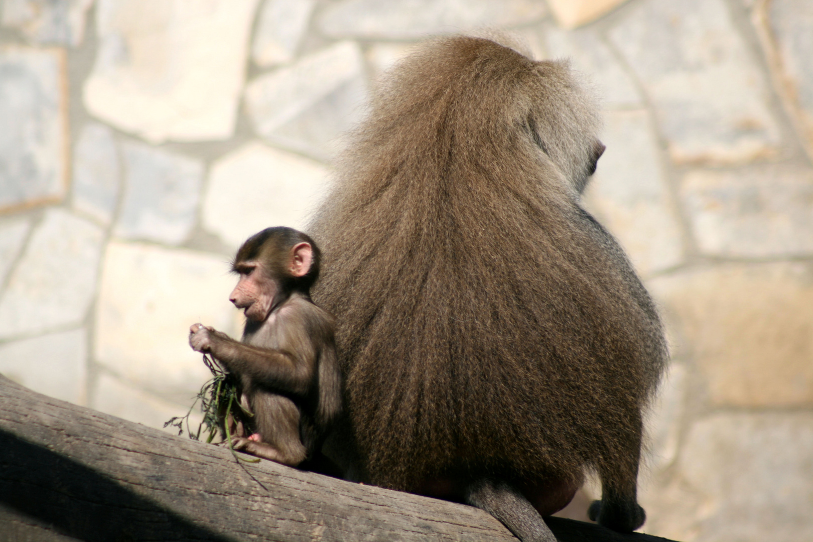 Monkey behavior