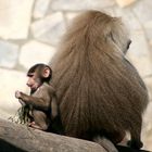 Monkey behavior