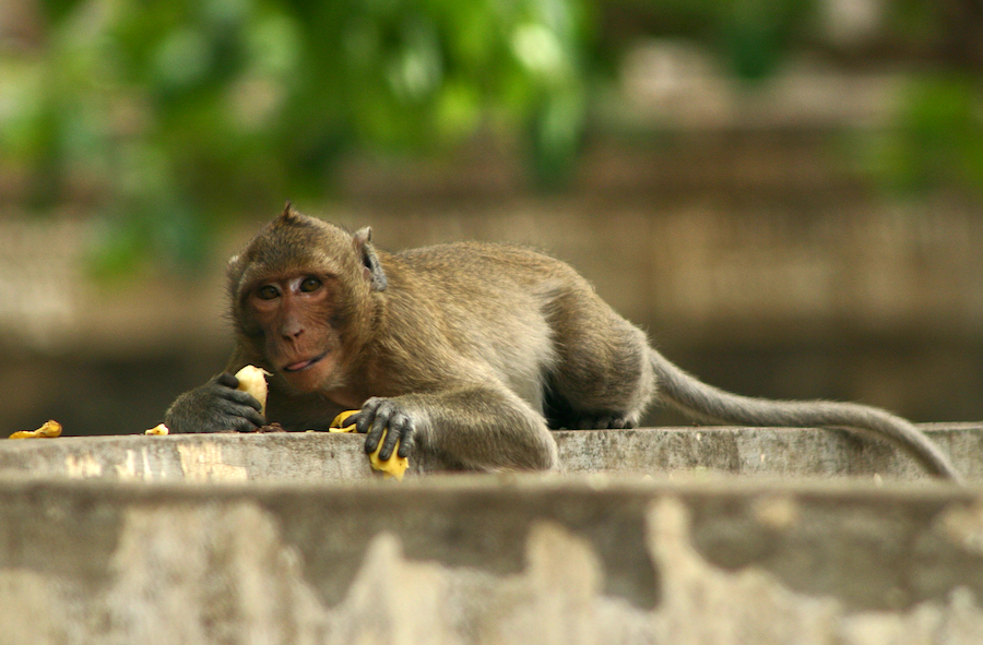 Monkey Business 3