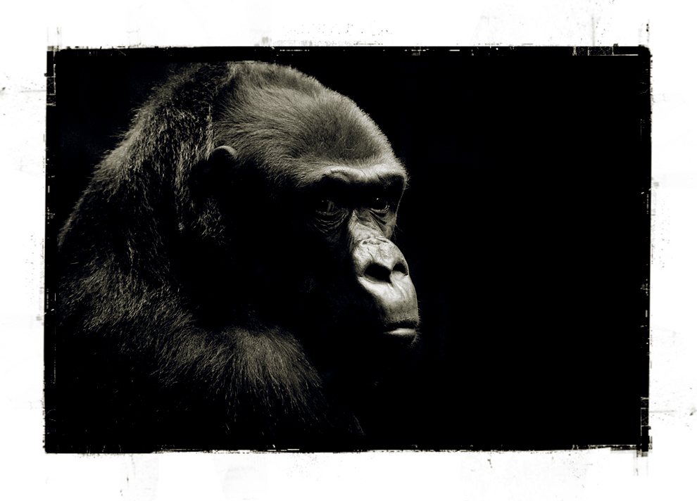 monkey business Foto & Bild natur, tiere, youth Bilder auf