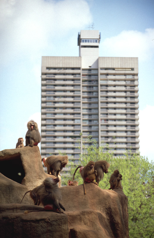 monkey city