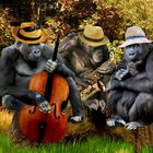 Monkey Combo Band