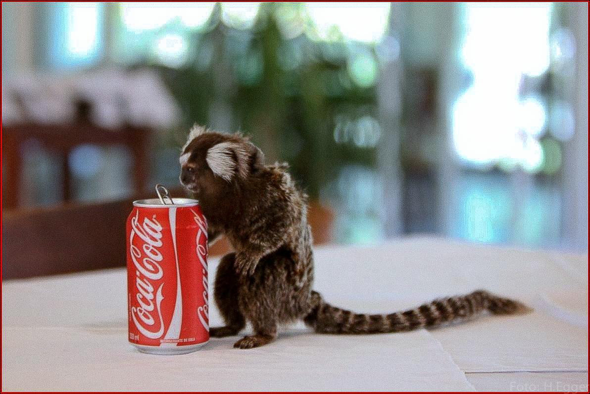 Monkey dinking Coca-Cola