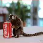 Monkey dinking Coca-Cola