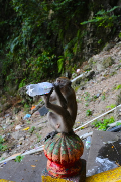 Monkey drinking from bottle