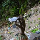 Monkey drinking from bottle