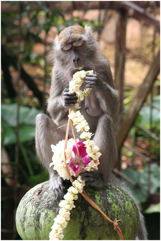 monkey eating flowers...