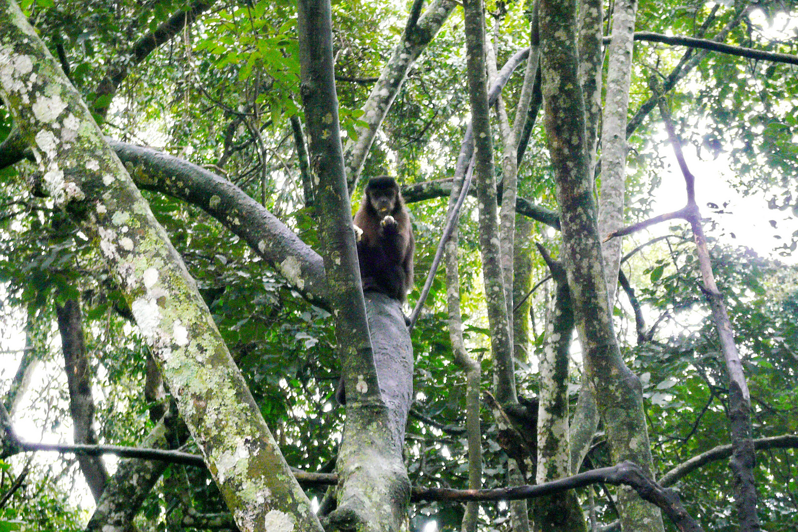 Monkey eating inside a branches maze