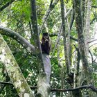 Monkey eating inside a branches maze