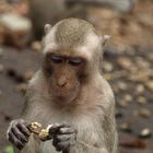 Monkey enjoys peanut