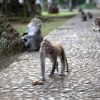 Monkey Forest 