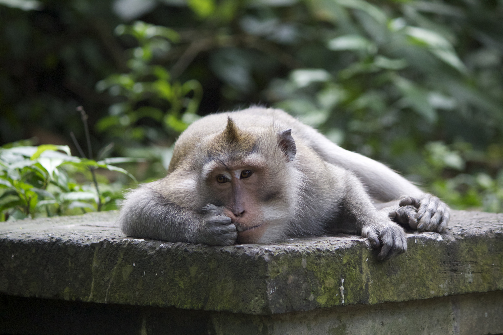 monkey forest - Bali