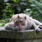 monkey forest - Bali