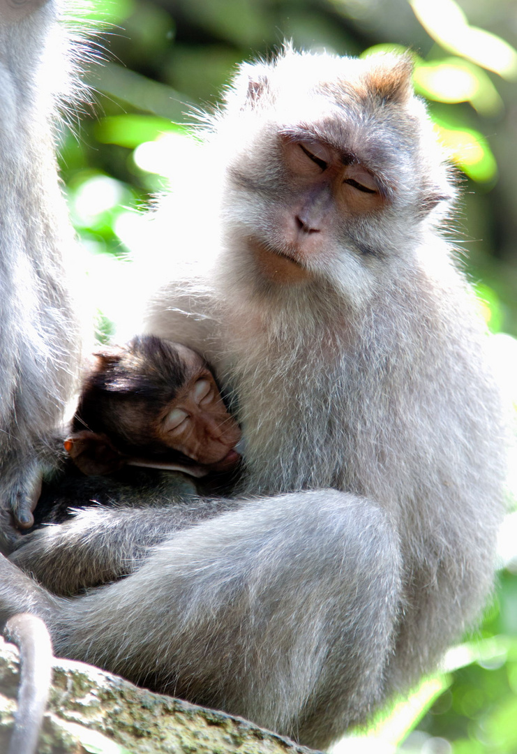 Monkey Forest in "Ubud" auf Bali