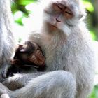 Monkey Forest in "Ubud" auf Bali