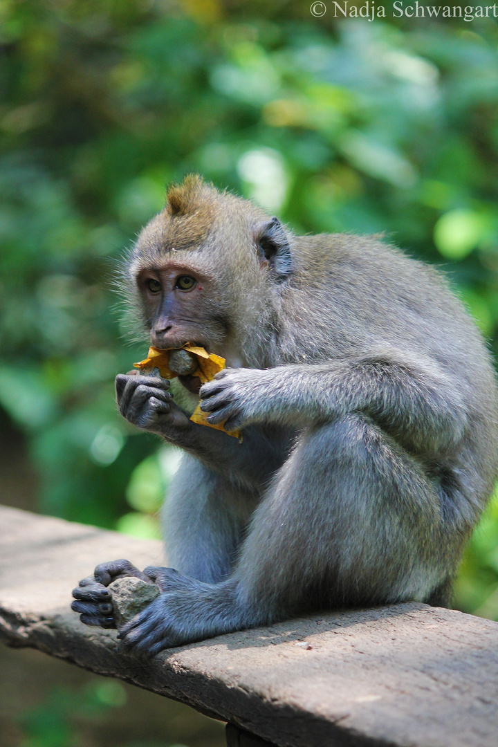 Monkey Forest Ubud